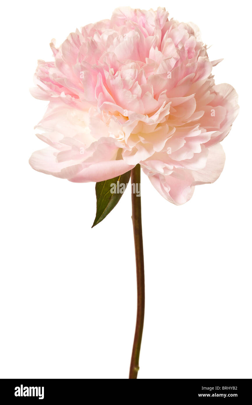 Peonia Blossom isolato su uno sfondo bianco Foto Stock
