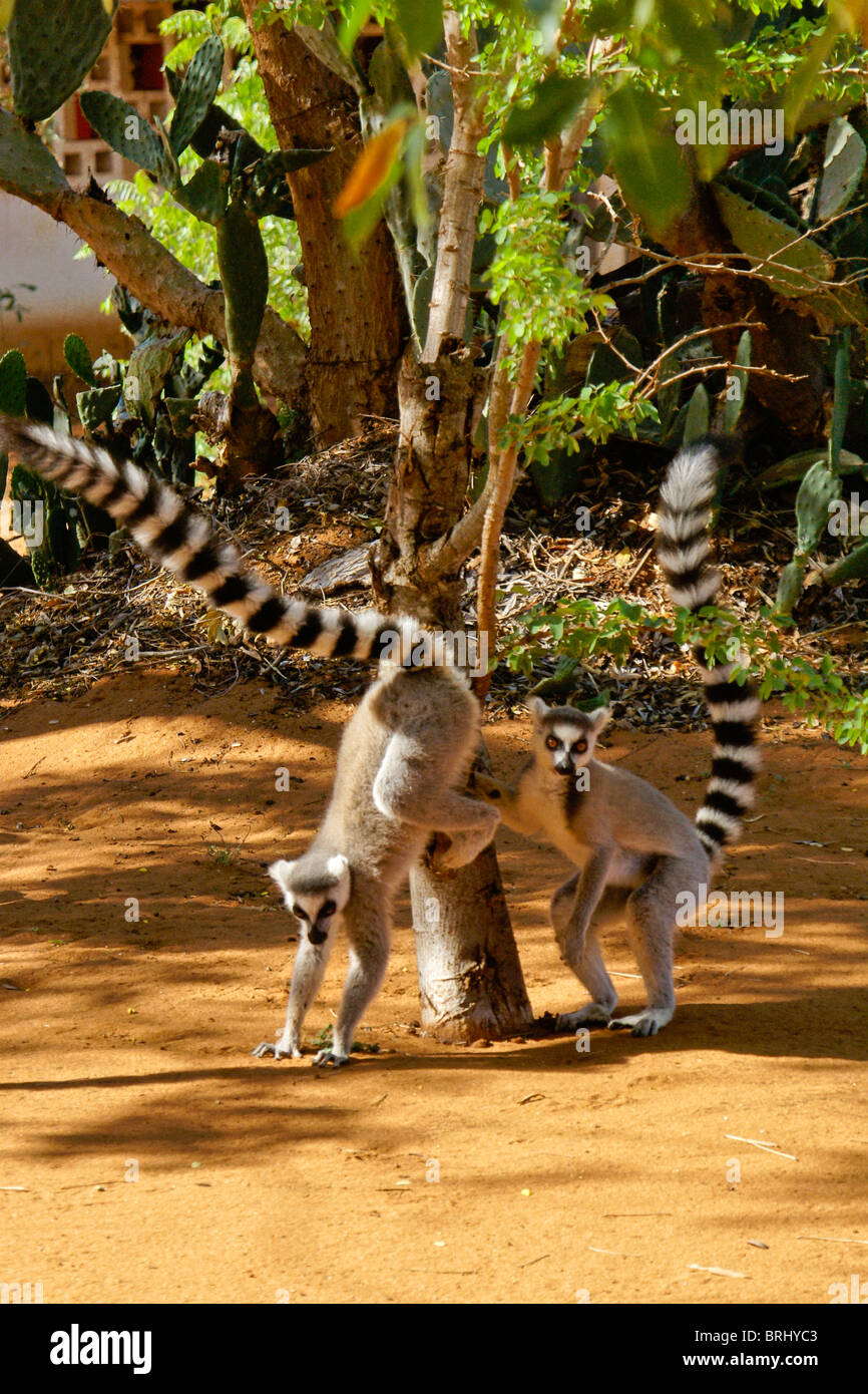 Anello-tailed lemuri scent-albero di marcatura, Madagascar Foto Stock