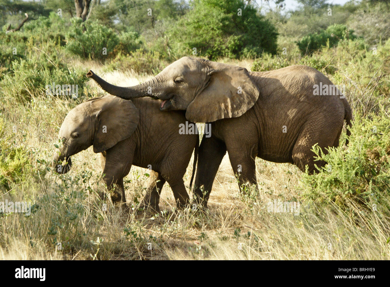 Giovani elefanti giocando, Samburu, Kenya Foto Stock