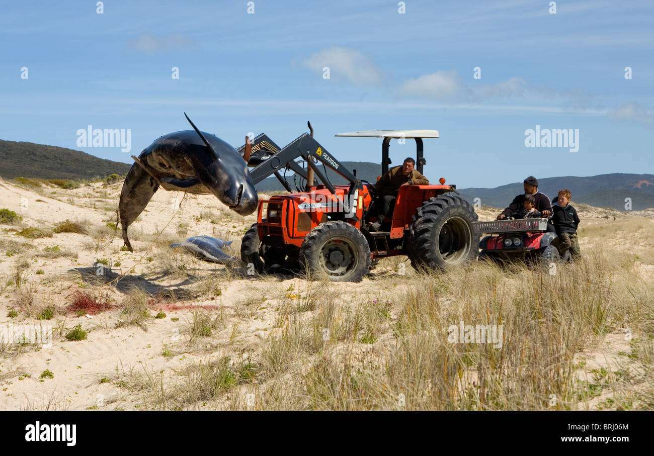 Filamento balene pilota sono stati sepolti a spiriti Bay Foto Stock