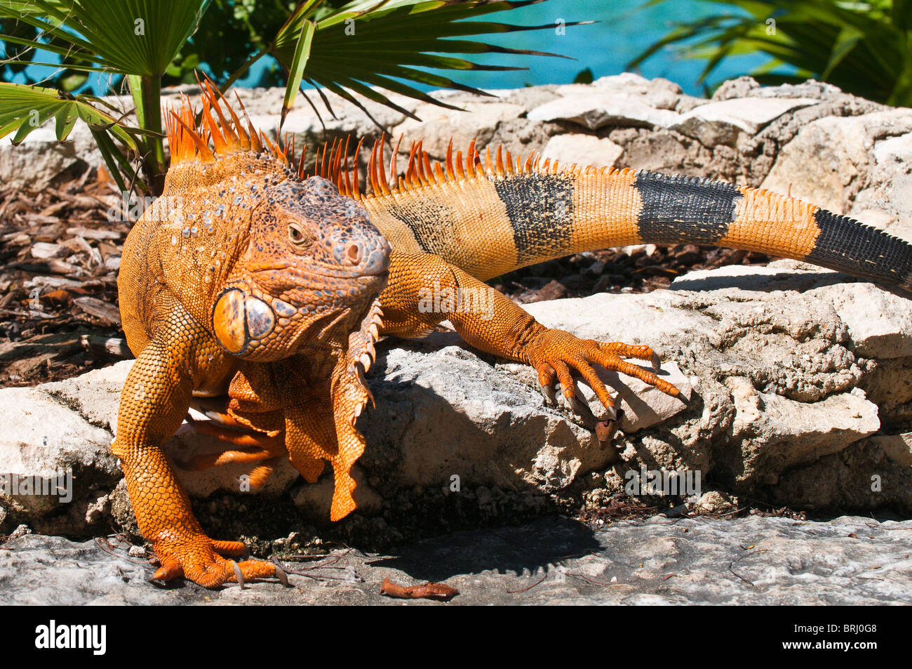 Messico, Cozumel. Iguana Isla de Cozumel (Isola di Cozumel). Foto Stock