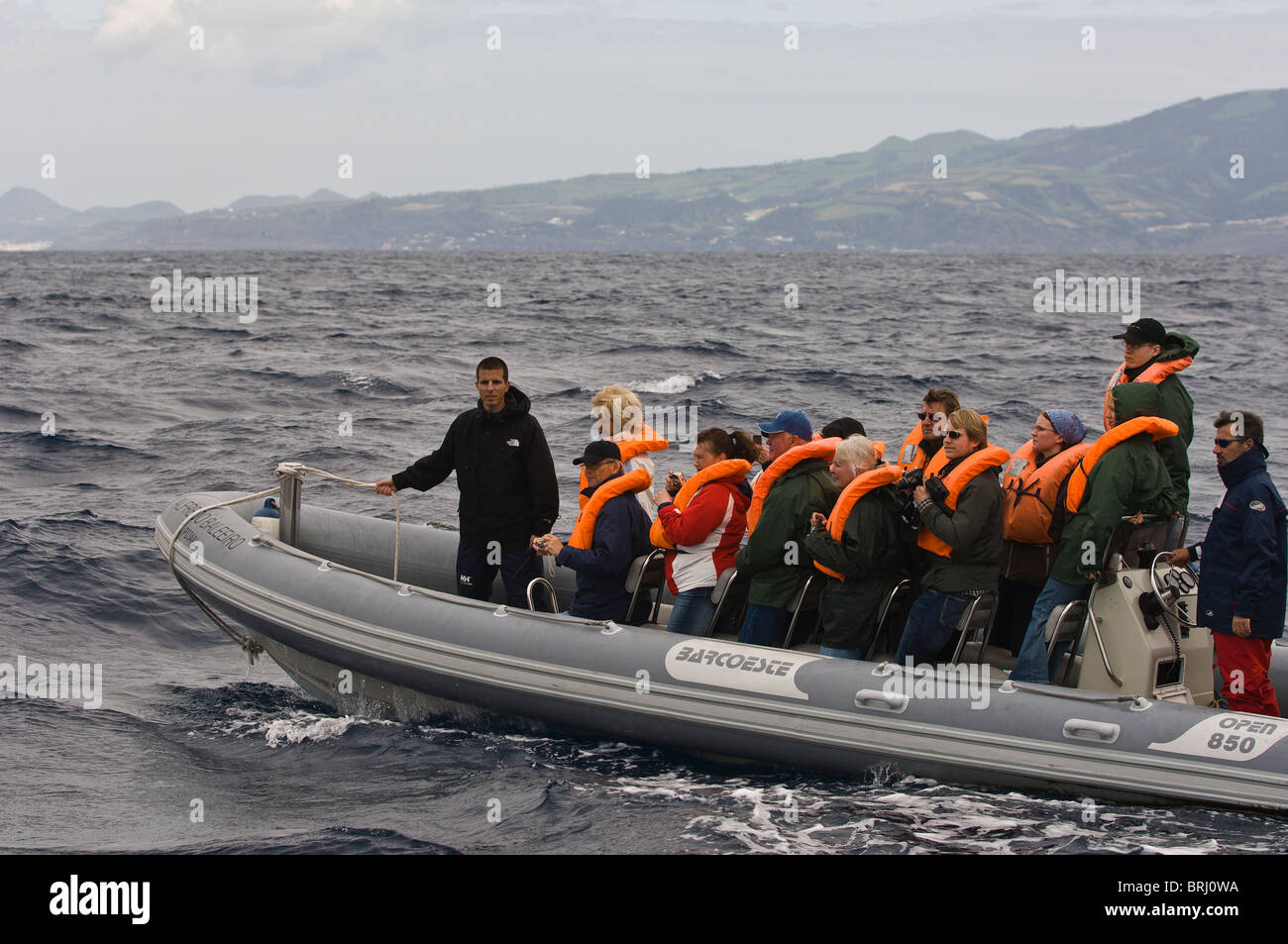 Avvistamento di delfini di balene e porpoise, San Miguel, Azzorre, Portogallo. Foto Stock