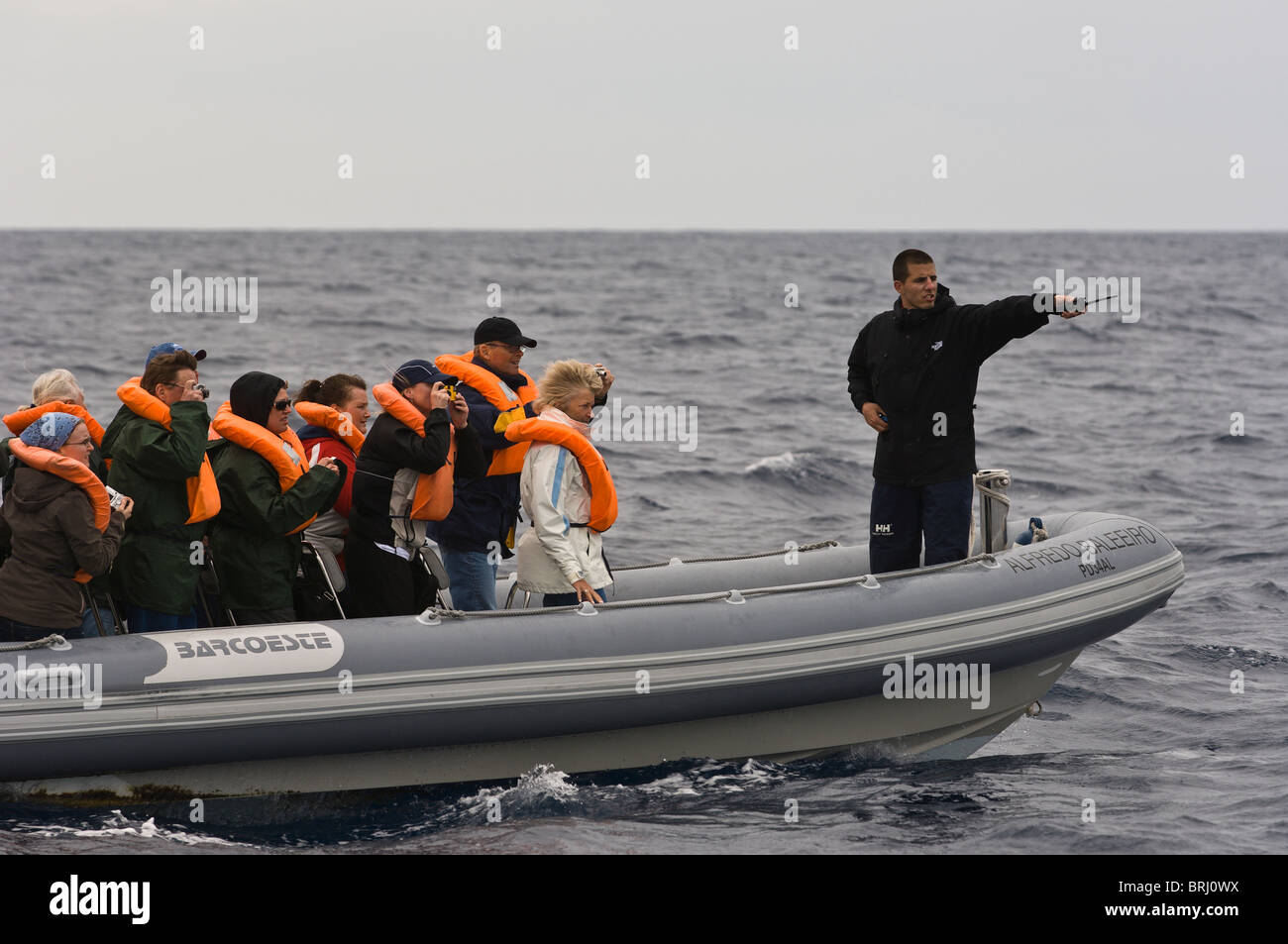 Avvistamento di delfini di balene e porpoise, San Miguel, Azzorre, Portogallo. Foto Stock