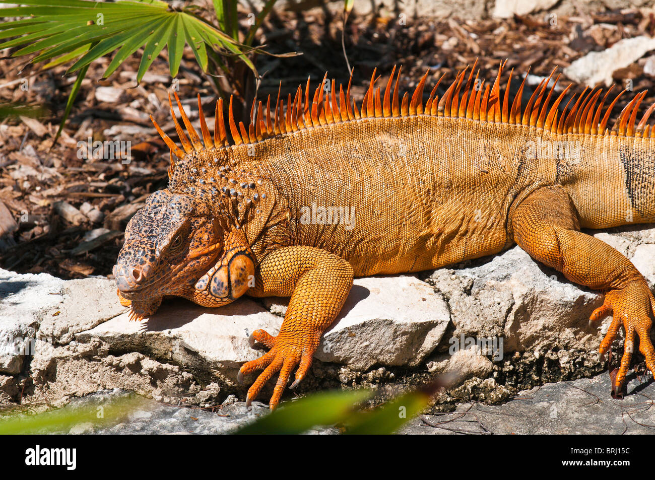 Messico, Cozumel. Iguana Isla de Cozumel (Isola di Cozumel). Foto Stock