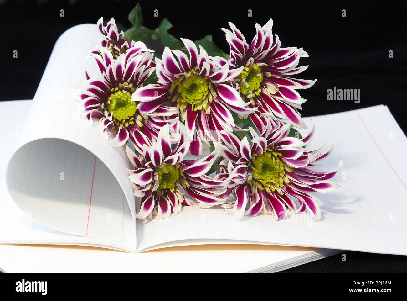Aperto il notebook e sentori di viola crisantemi Foto Stock