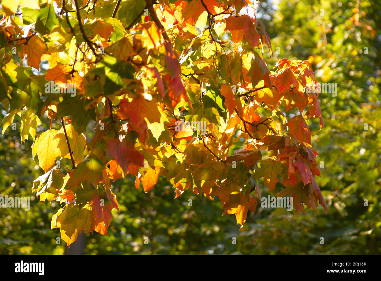 Corona di alberi con foglie osennnimi Foto Stock