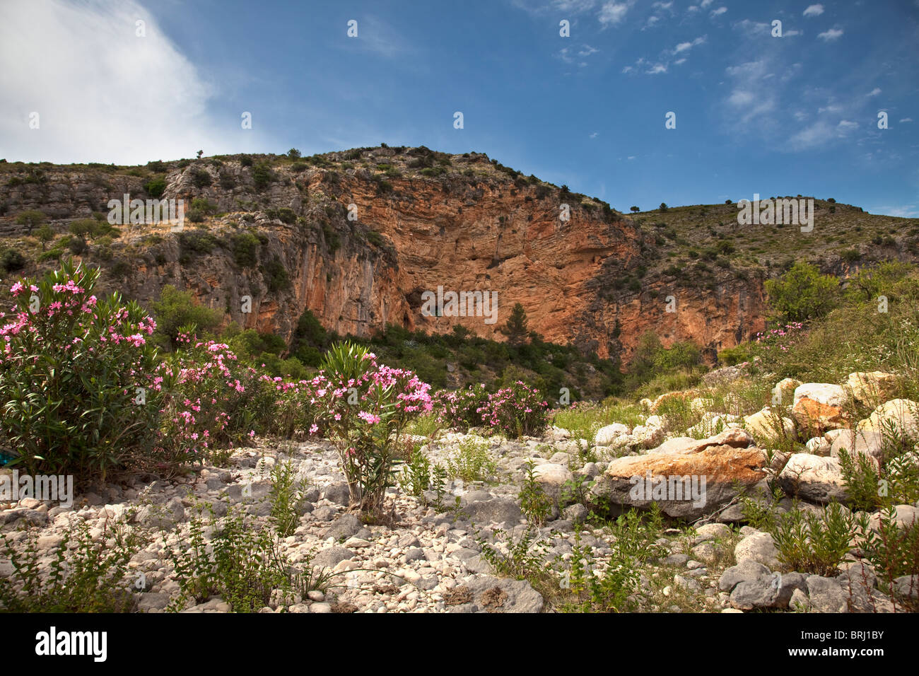 Campagna spagnola vista con oleandri piante in fiore nei pressi di Llíber, Costa Blanca, Spagna Foto Stock