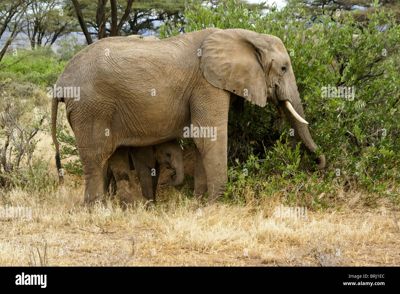 Elephant il ricovero di vitello, Samburu, Kenya Foto Stock