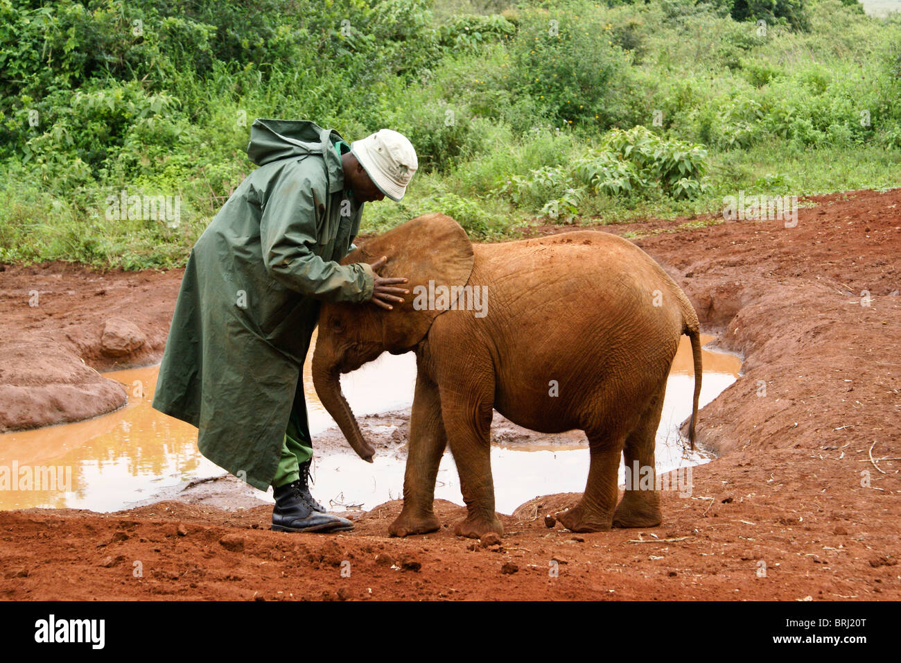 Custode con elefante orfane, Sheldrick Wildlife Trust, Nairobi, Kenia Foto Stock