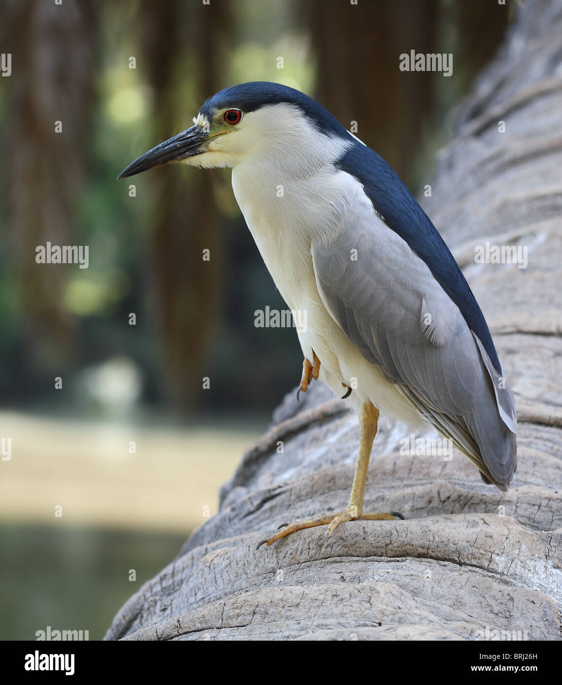 Nitticora in appoggio su una gamba in un ambiente naturale Foto Stock