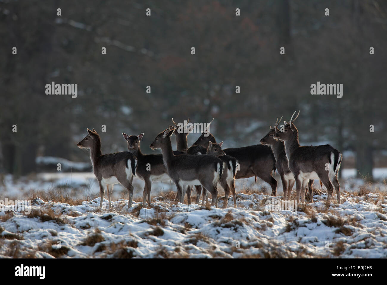 Giovane daino cervi (Cervus dama / Dama Dama) nella foresta di neve in inverno, Danimarca Foto Stock