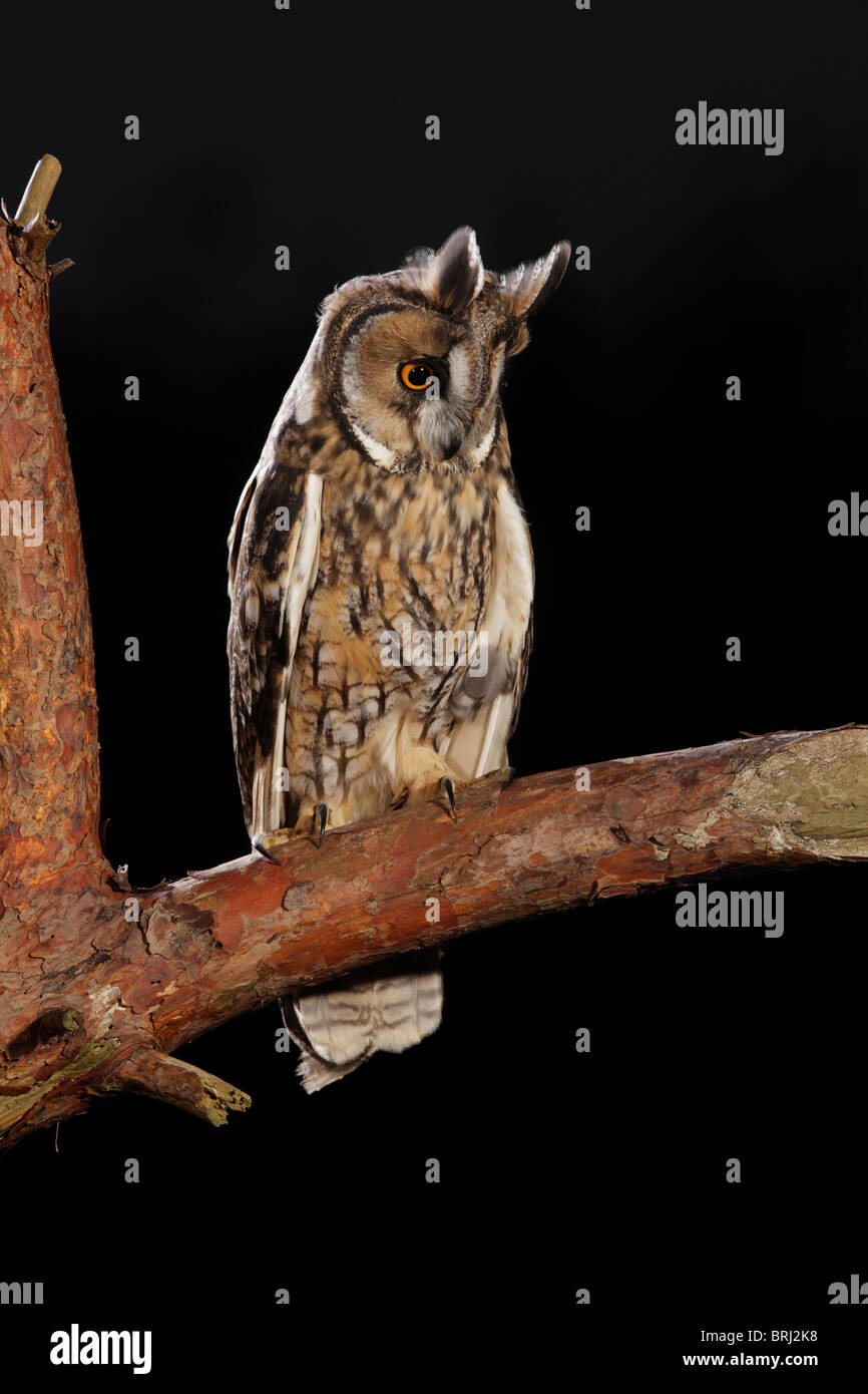 Long eared owl ( Asio otus ) sul ramo al tramonto Foto Stock