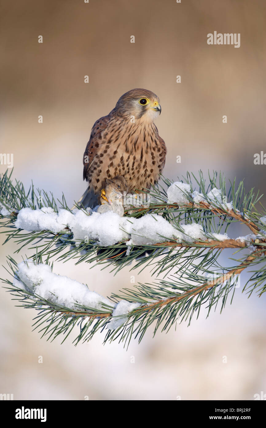 Il Gheppio (Falco tinnunculus ) giovane maschio su terreni innevati ramo di abete Foto Stock