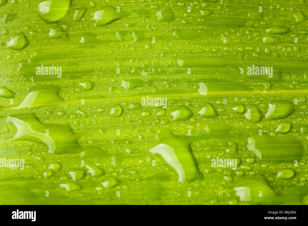 Lasciare verde acqua e lo sfondo delle goccioline Foto Stock