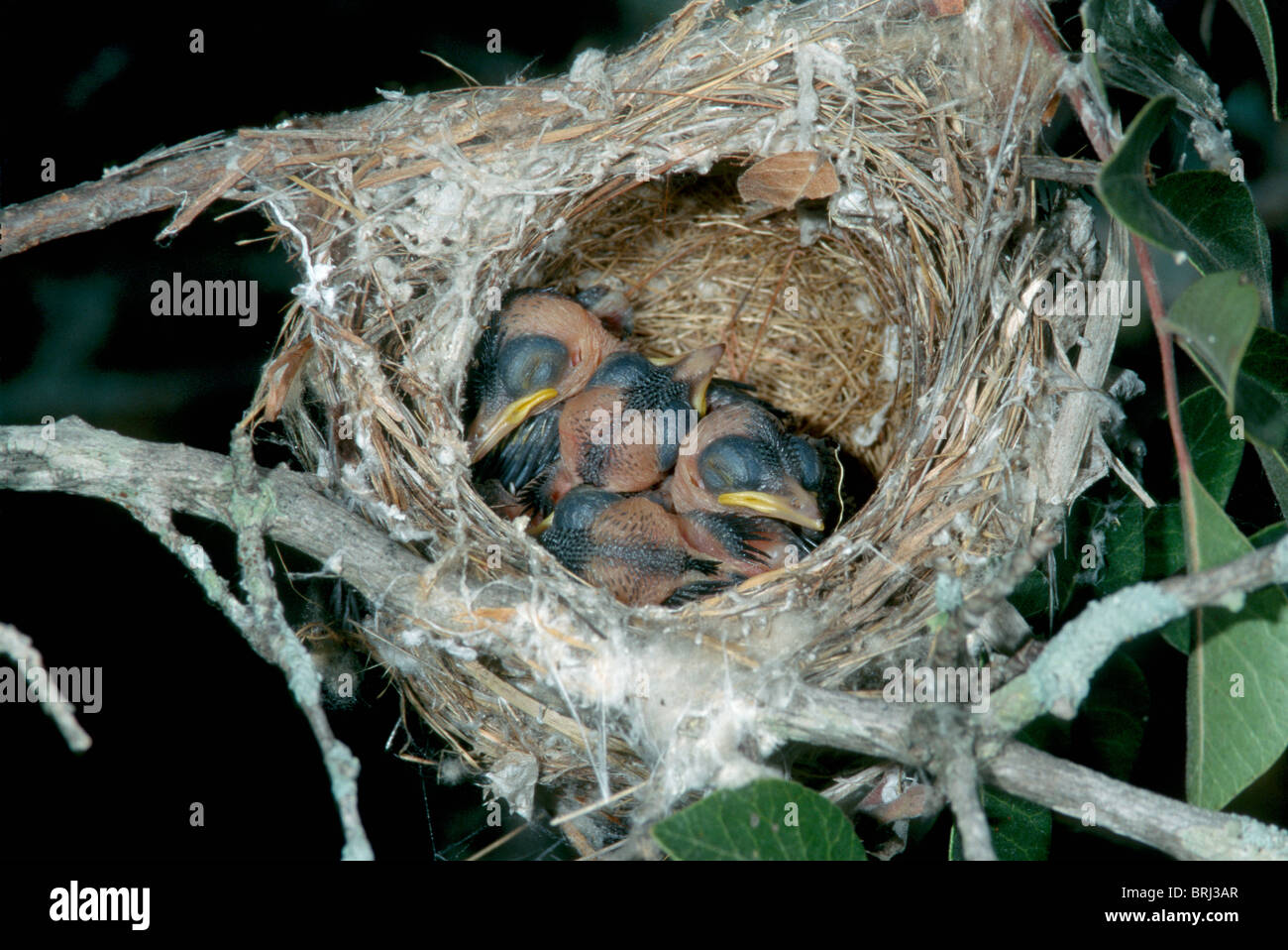 Nero-capped Vireo Immatures nel nido. Foto Stock
