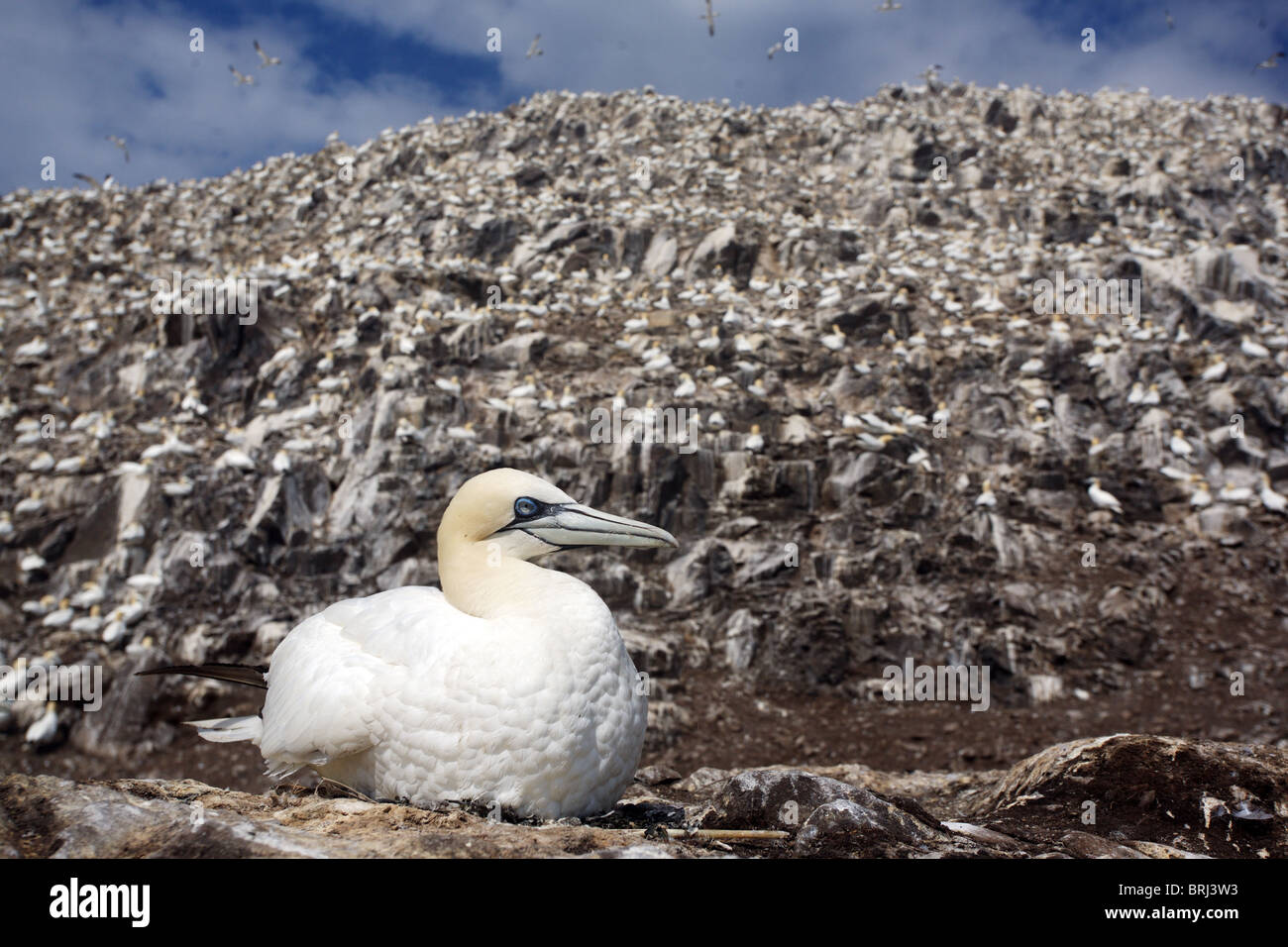 Gannett seduta sul suo nido su Bass Rock Foto Stock