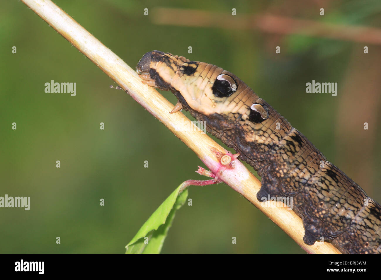 Elephant Hawkmoth Caterpillar (Dielephila elpenor) Foto Stock