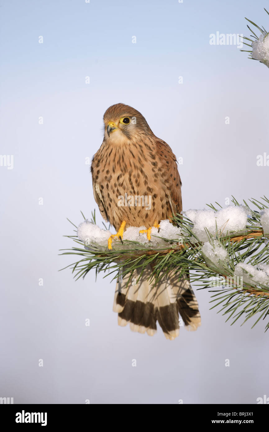 Il Gheppio (Falco tinnunculus ) giovane maschio su terreni innevati ramo di abete Foto Stock