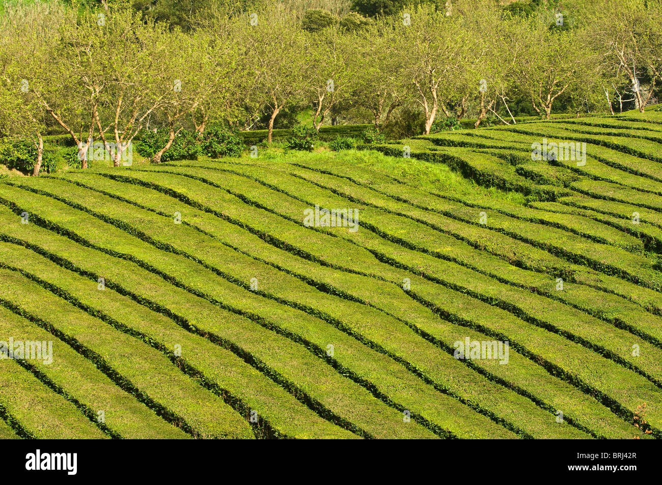Cha Gorreana Tea Plantation più antica piantagione di tè in europa, San Miguel, Azzorre, Portogallo. Foto Stock