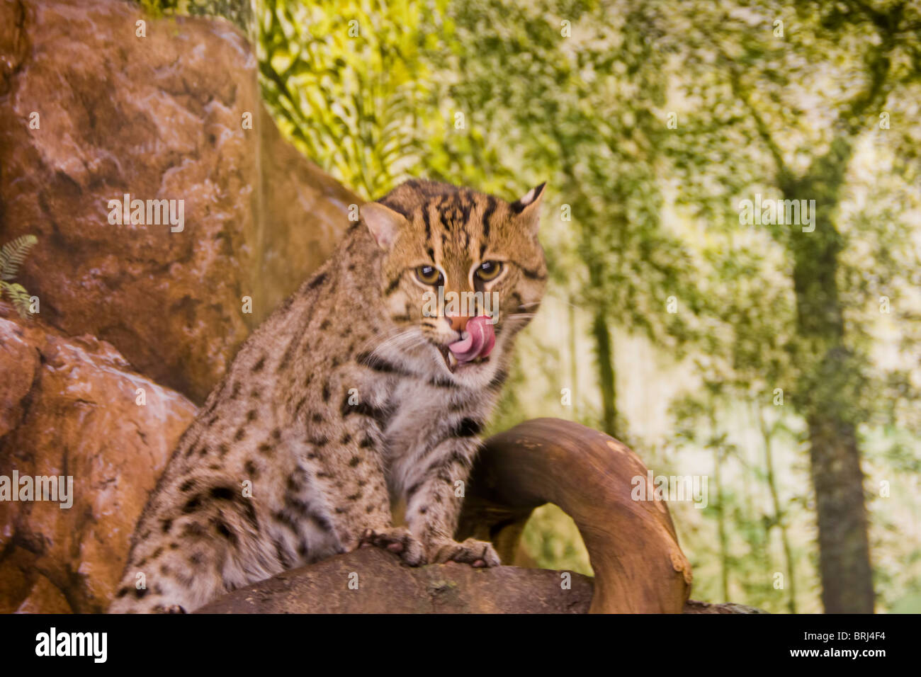 Geoffroy's Cat (da Leopardo geoffroyi) è un piccolo gatto selvatico nel sud e nelle regioni centrali del Sud America. Foto Stock