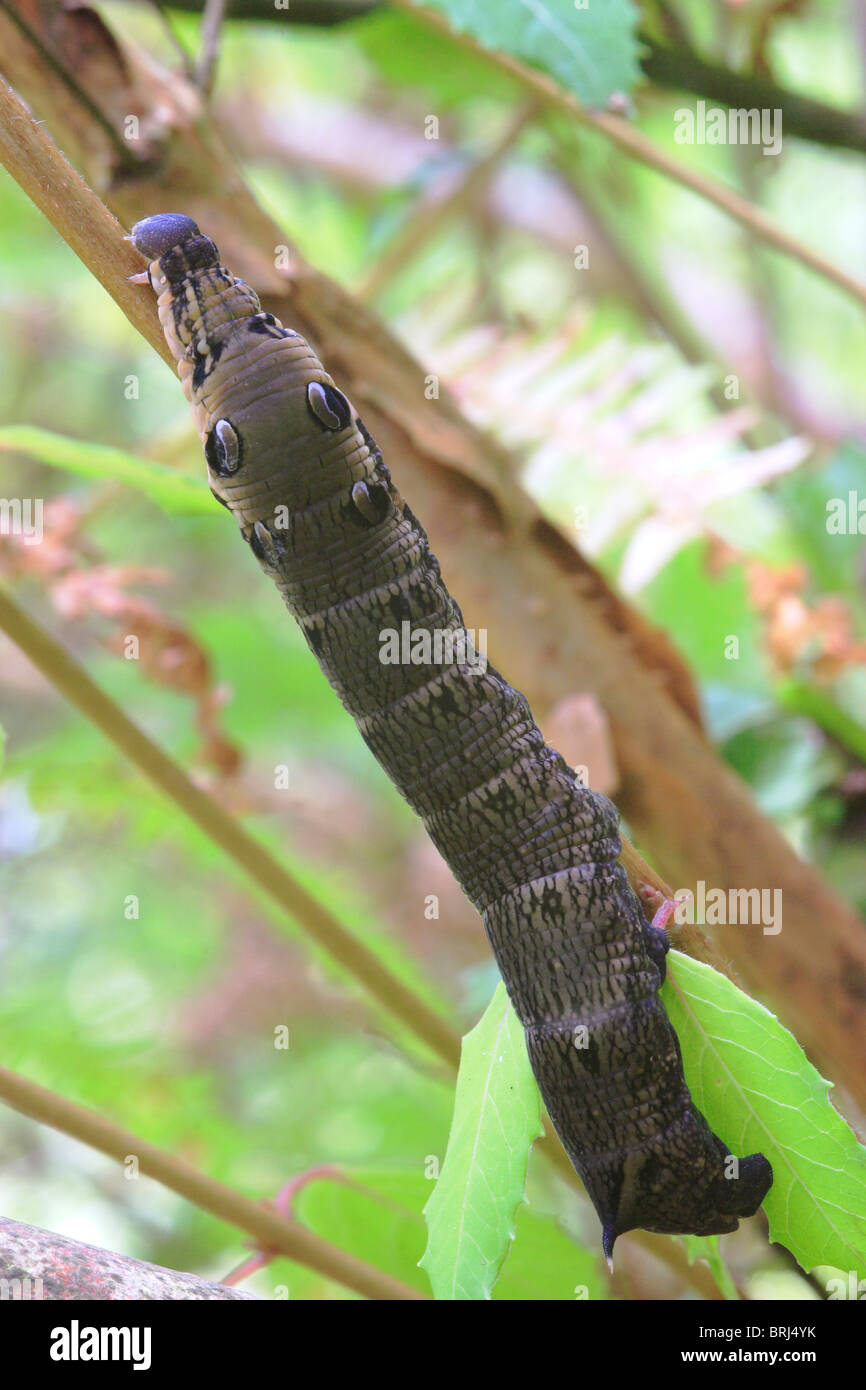 Elephant Hawkmoth Caterpillar (Dielephila elpenor) Foto Stock