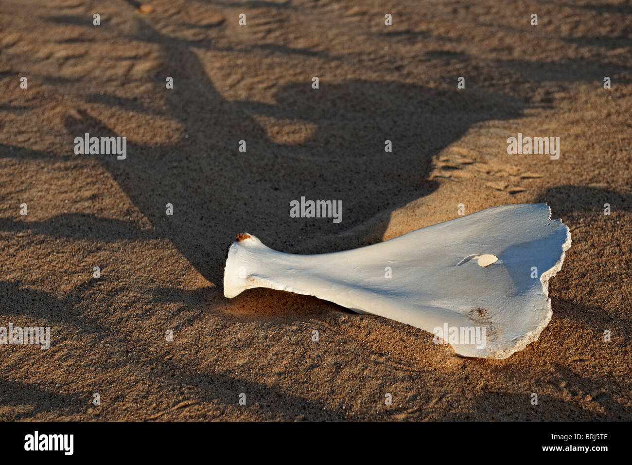 Ossa nel deserto paesaggio nei pressi di oasi Bahariya, deserto occidentale, l'Egitto, in Arabia, in Africa Foto Stock