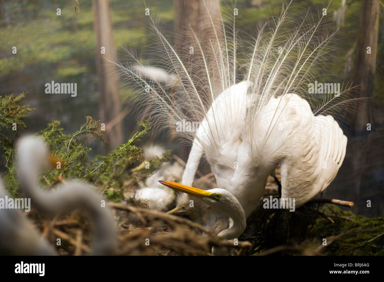 Una famiglia di uccelli Foto Stock