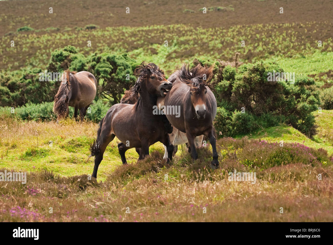 Exmoor pony la sedimentazione di un disaccordo Foto Stock