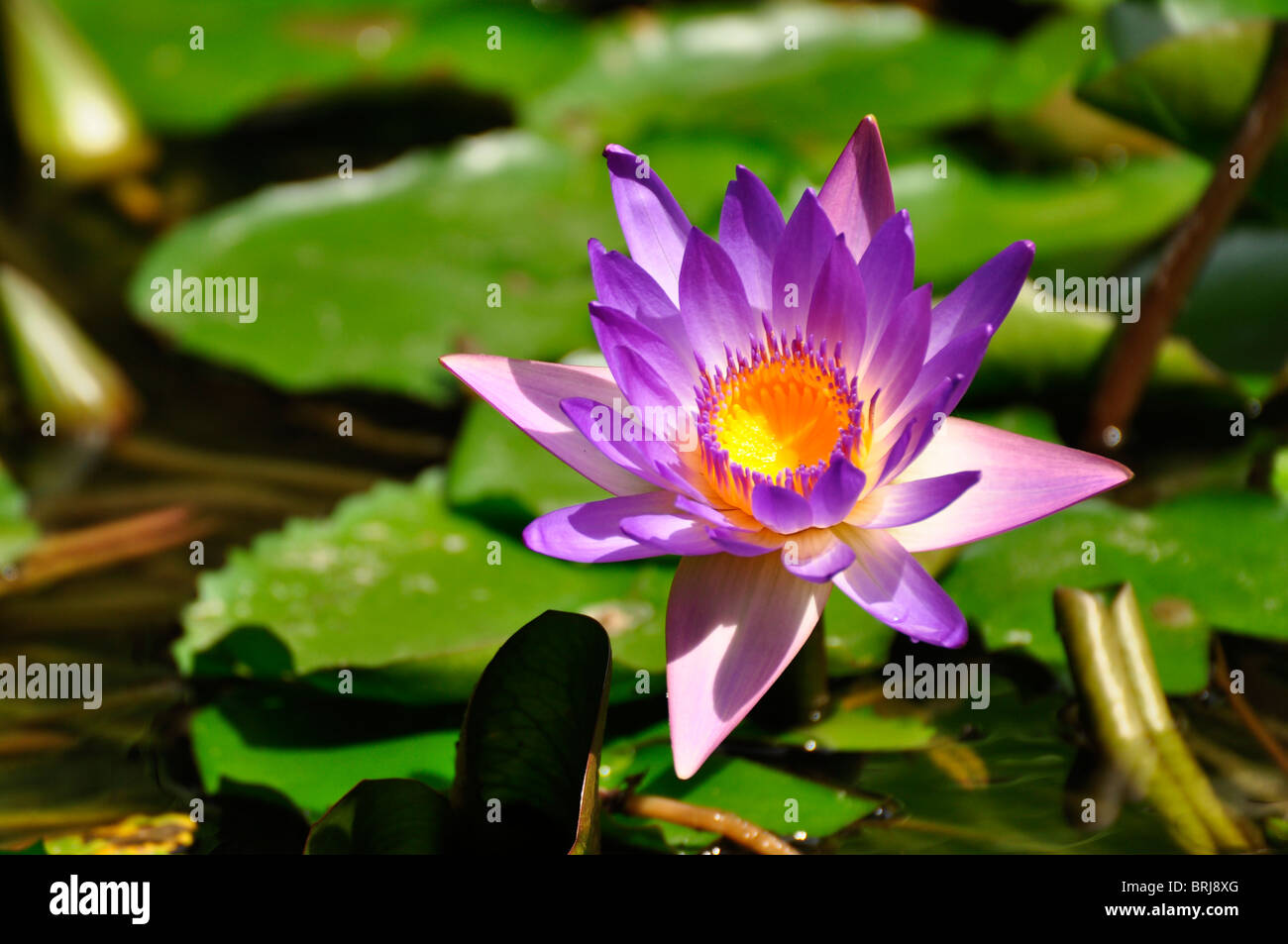 Viola fiore di loto in un resort in Nha Trang, Vietnam Foto Stock