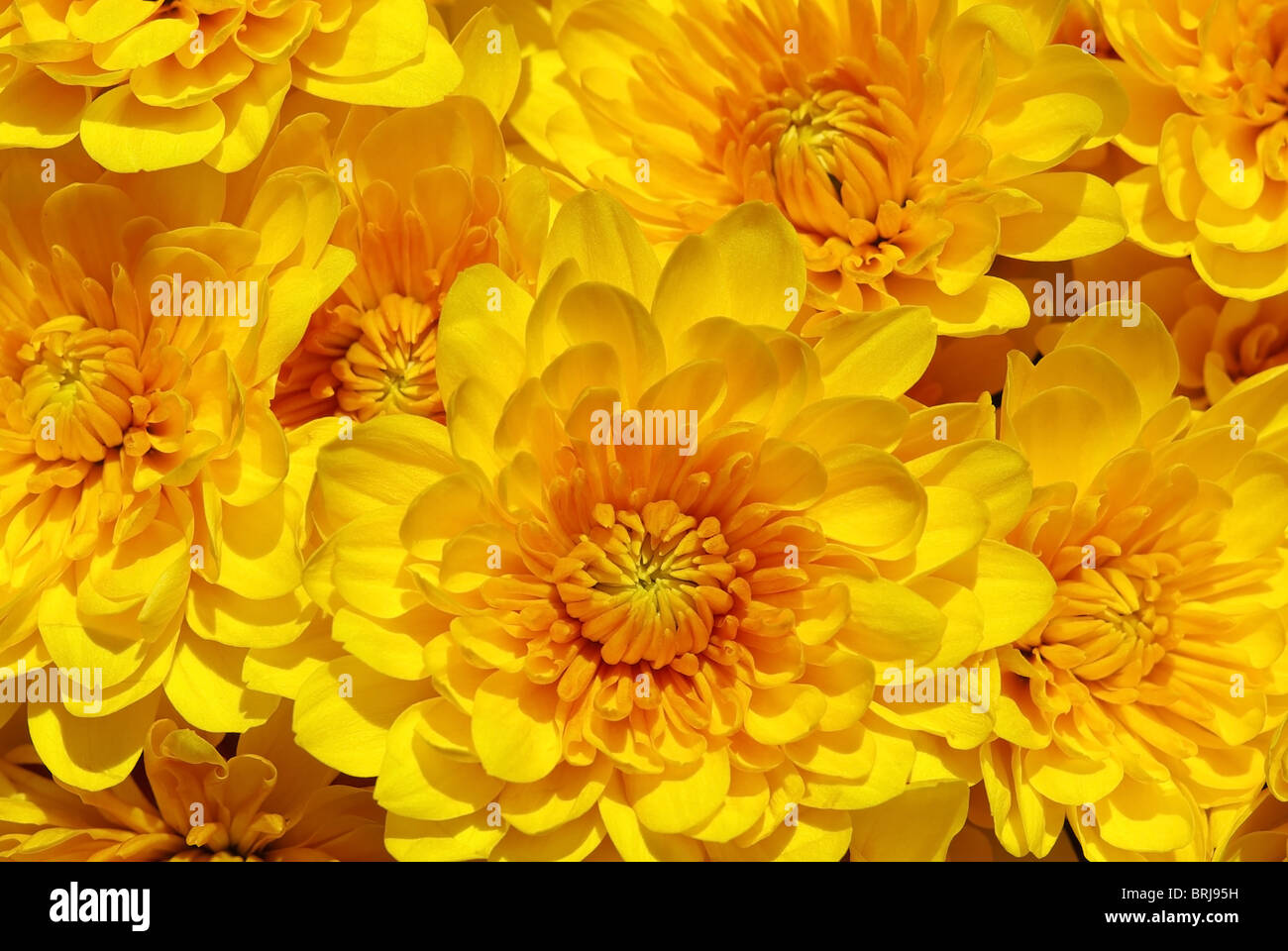 Sullo sfondo di un giallo fleur. Foto Stock