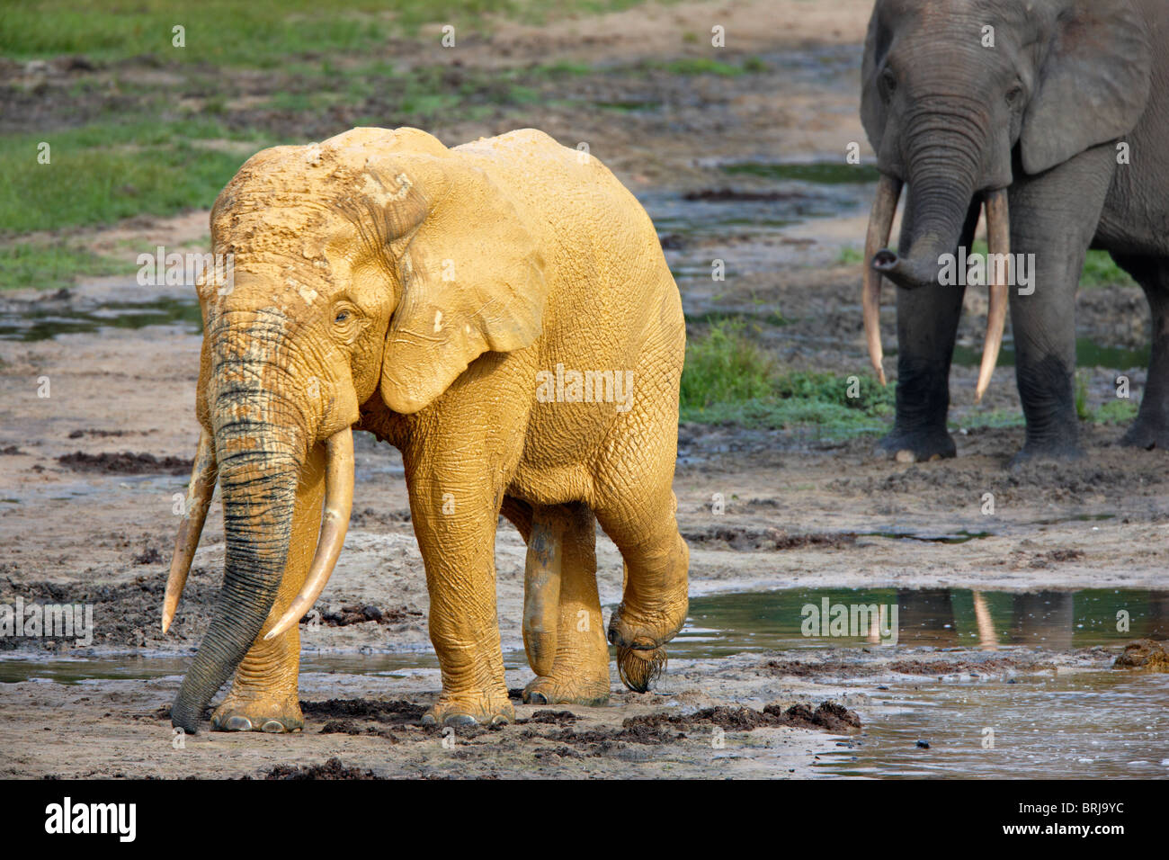 Elefanti di foresta (Loxodonta cyclotis), Dzanga Bai, Dzanga-Sangha Reserve, Repubblica Centrale Africana Foto Stock