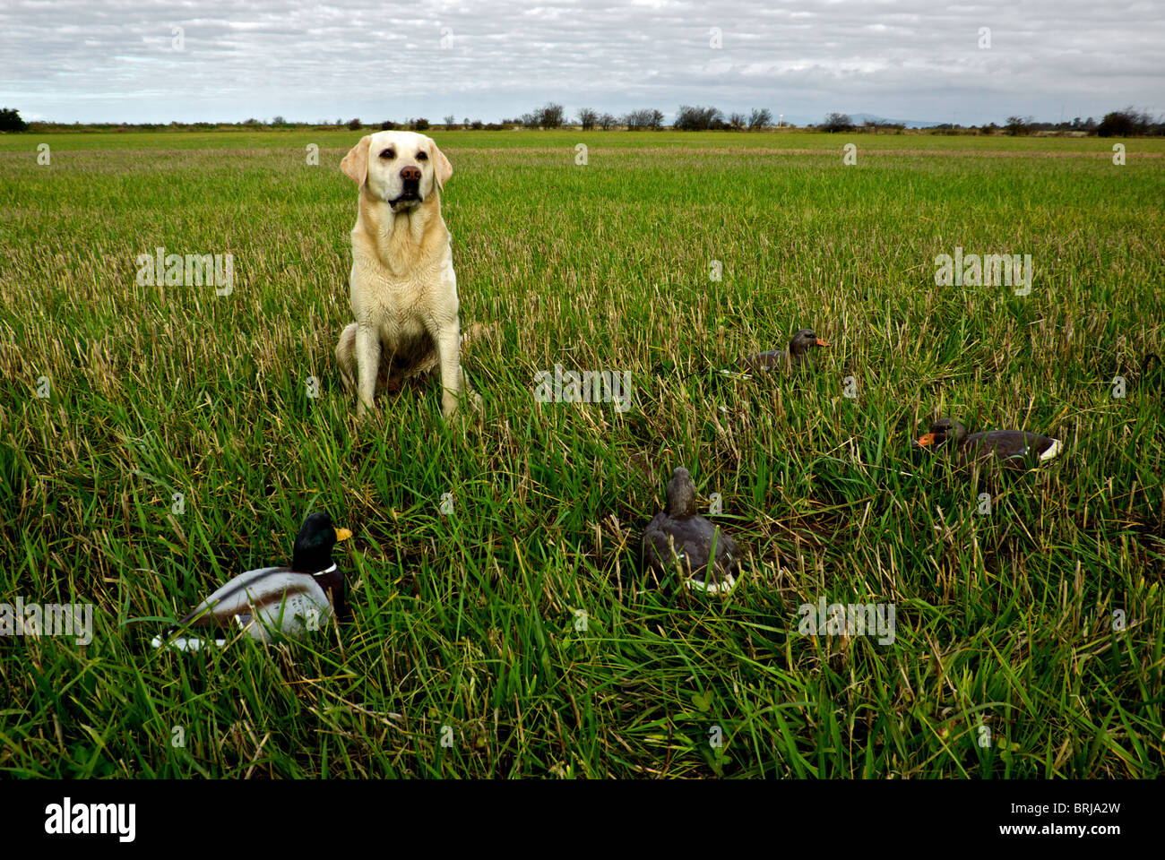 I giovani giallo labrador retriever cane da caccia seduto accanto a serie di Mallard duck decoy nel raccolto di orzo campo di stoppie Delta BC Foto Stock