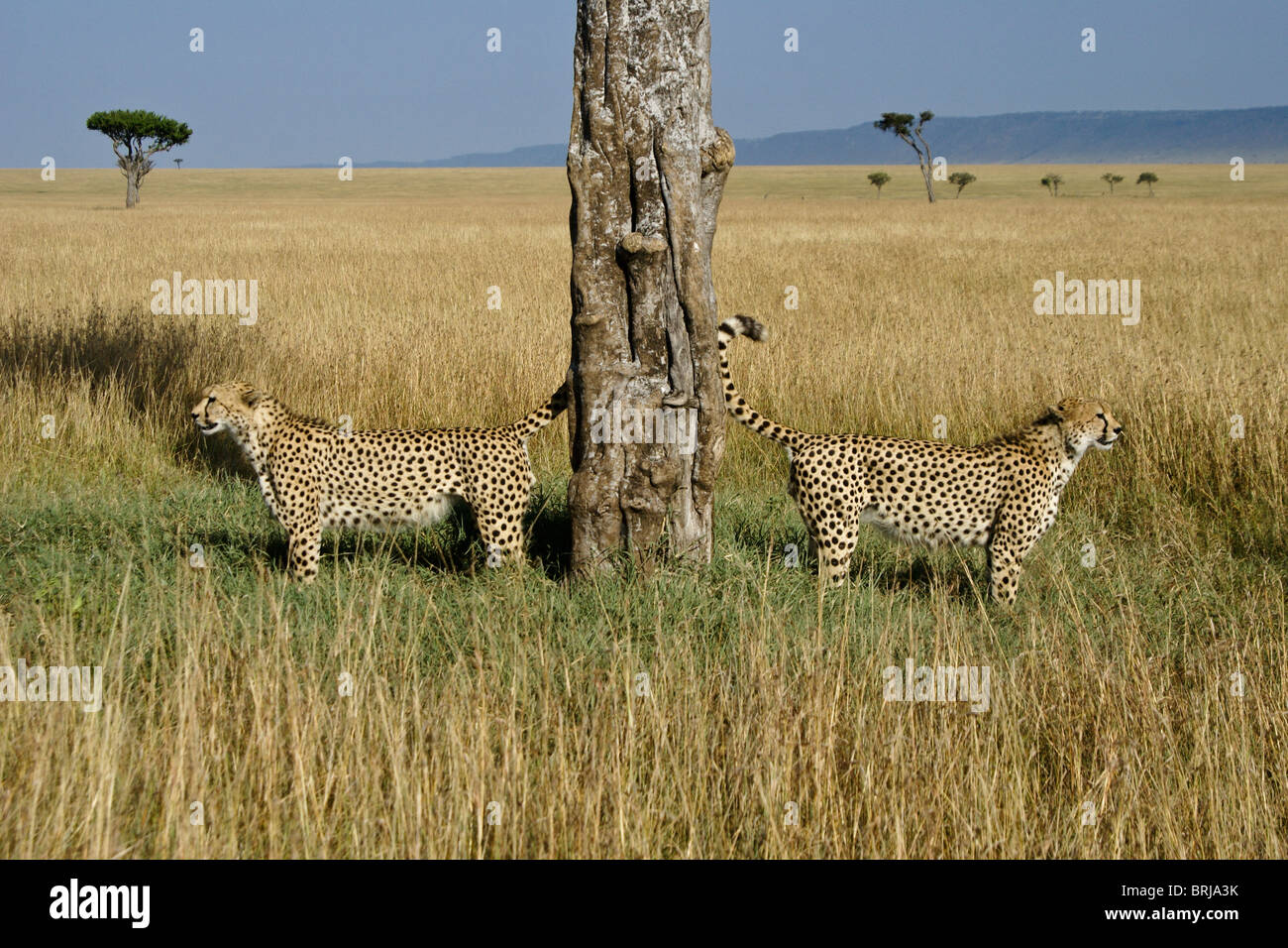 Cheetah fratelli scent-albero di marcatura, il Masai Mara, Kenya Foto Stock