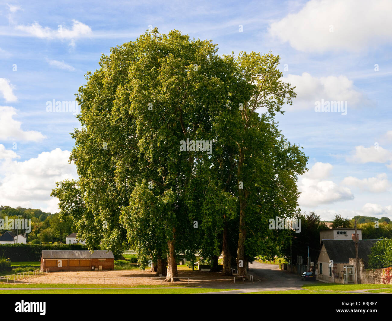 200-anno vecchio gruppo di tall Platanus acerfolia / Platani - Francia. Foto Stock