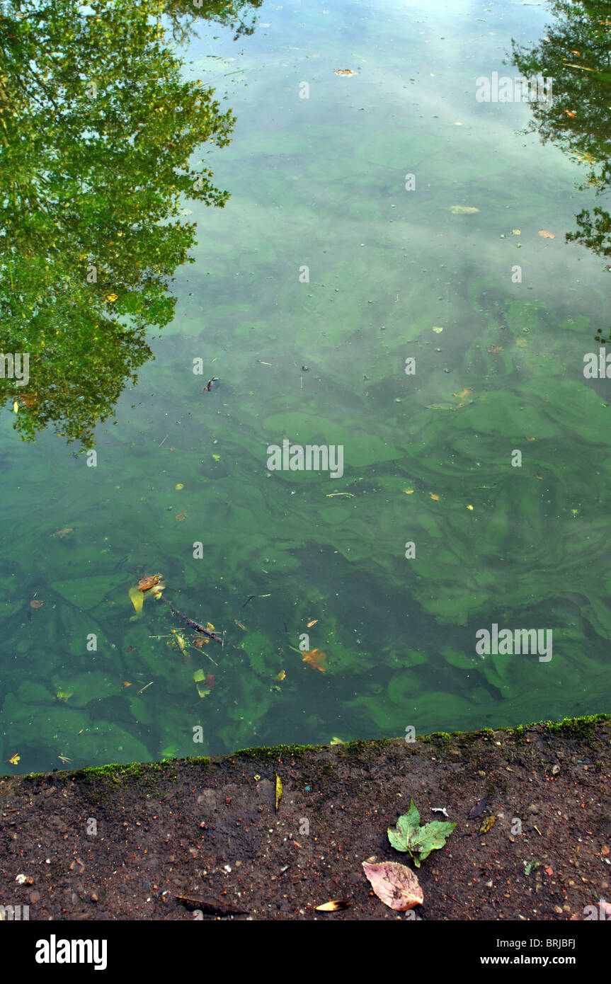 Alghe Blu-verdi fiorisce in acqua del canale, REGNO UNITO Foto Stock