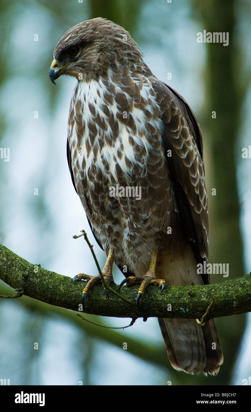 Selvatica comune poiana (Buteo buteo) appollaiato sul ramo, nel profilo. Foto Stock