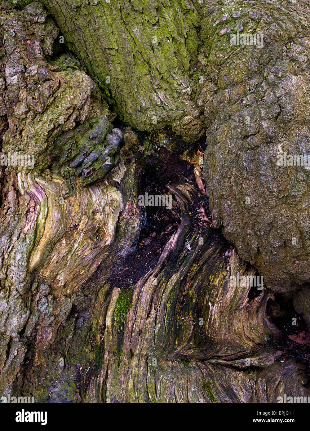 Forme nella corteccia di albero Foto Stock