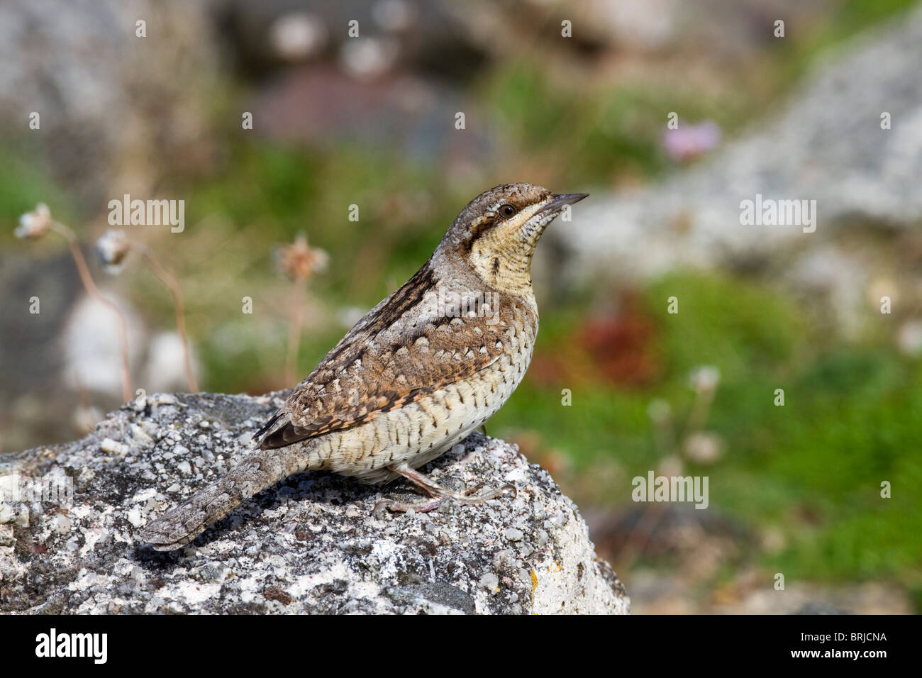 Spasmodico; Jynx torquilla; uccelli migranti; Cornovaglia Foto Stock