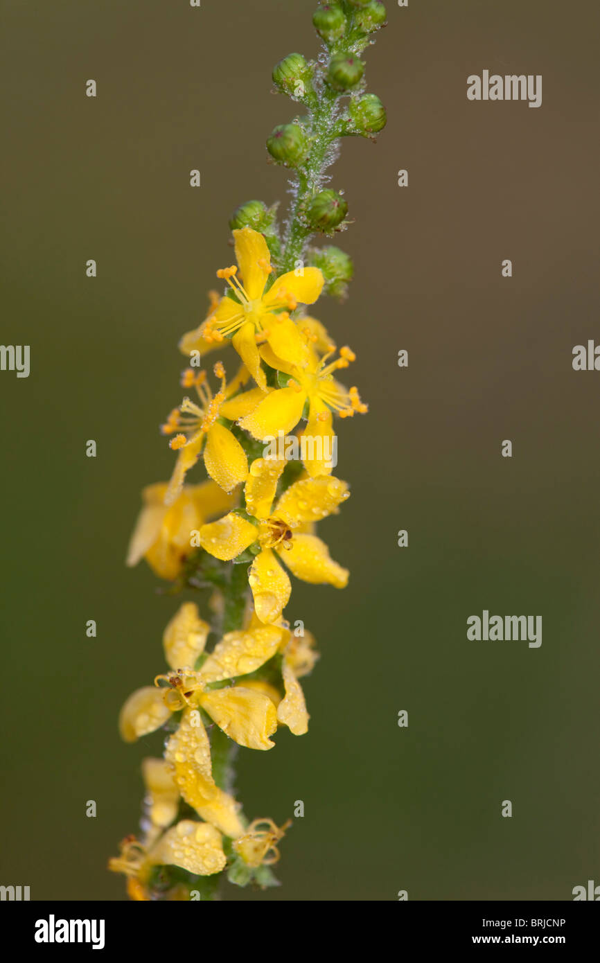 Agrimony; Agrimonia eupatoria; in fiore Foto Stock