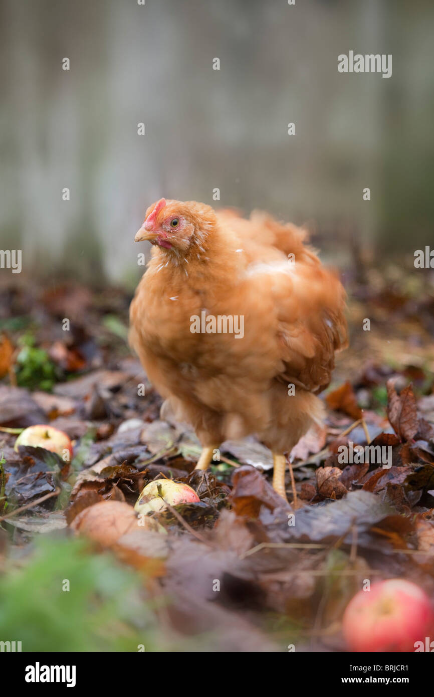 Giovani pollo; autunno; Cornovaglia Foto Stock