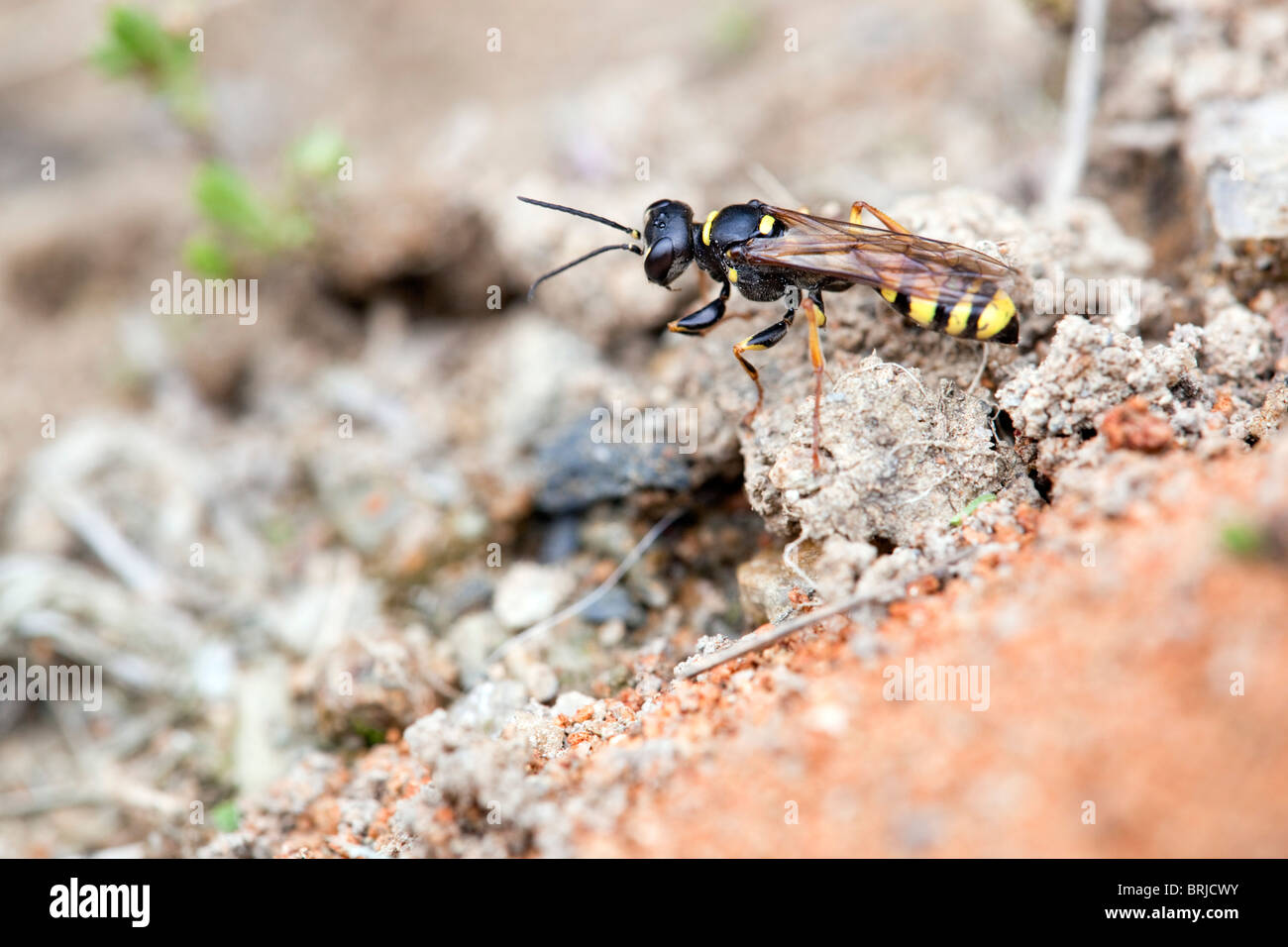 Digger Wasp; Mellinus arvense; rifiuti di miniera; Godolphin; Cornovaglia Foto Stock