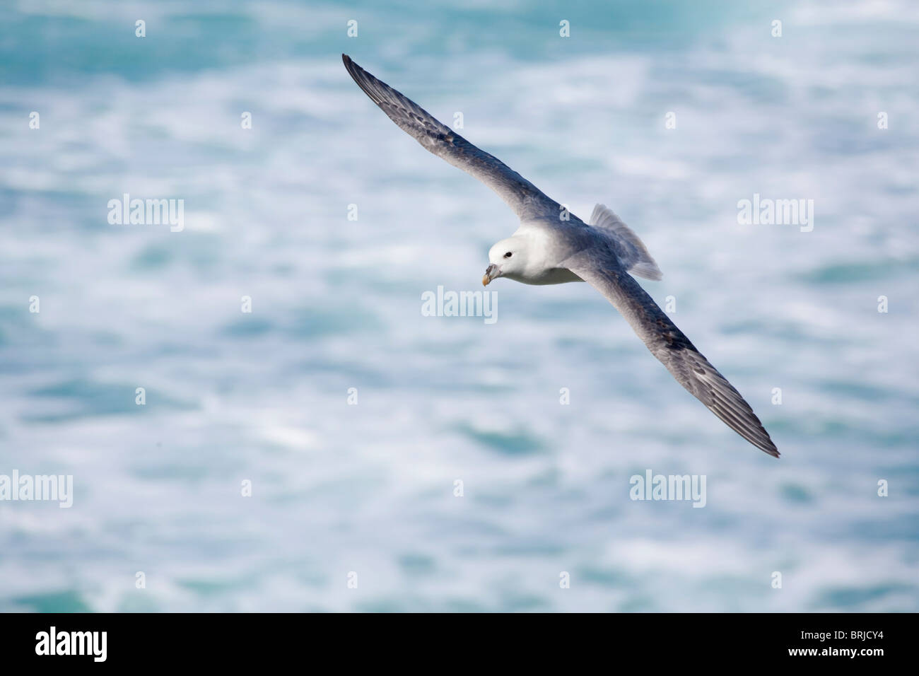 Fulmar; Fulmarus glacialis; in volo Foto Stock