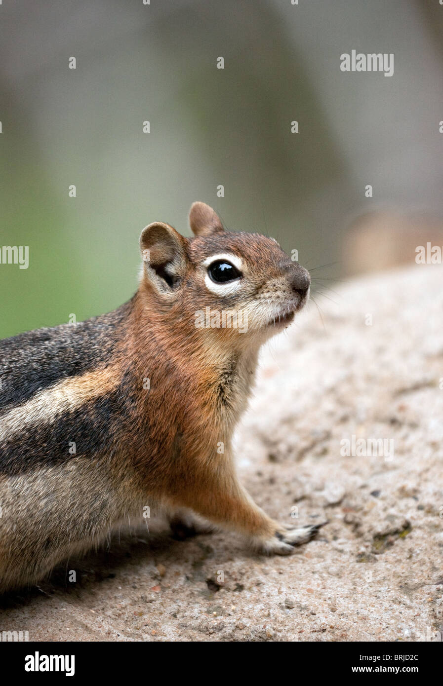 North American scoiattolino, vicino, Arizona USA Foto Stock
