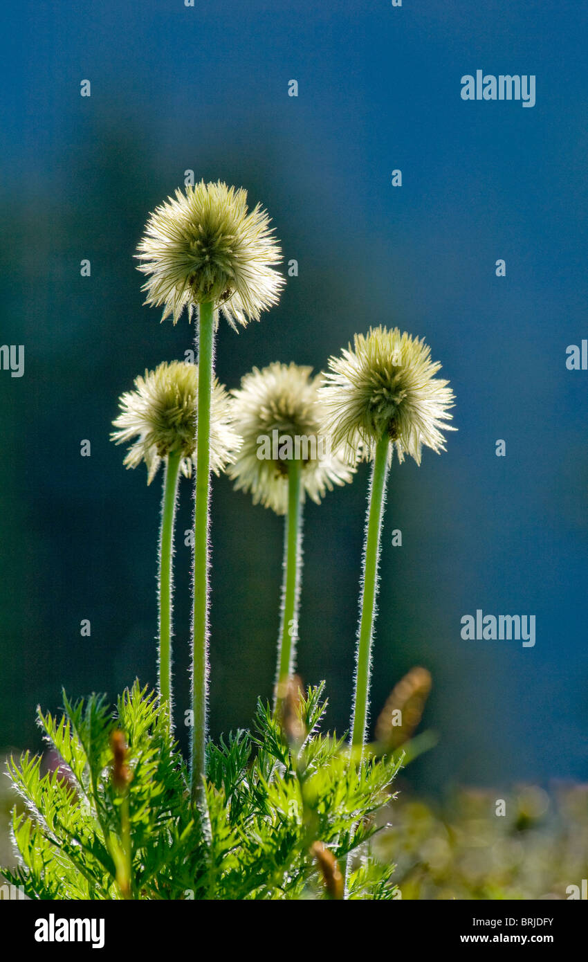 Anemone occidentale o "Pasque flower (Anemone occidentalis) teste di seme in paradiso zona Prati del Monte Rainier National Park Foto Stock