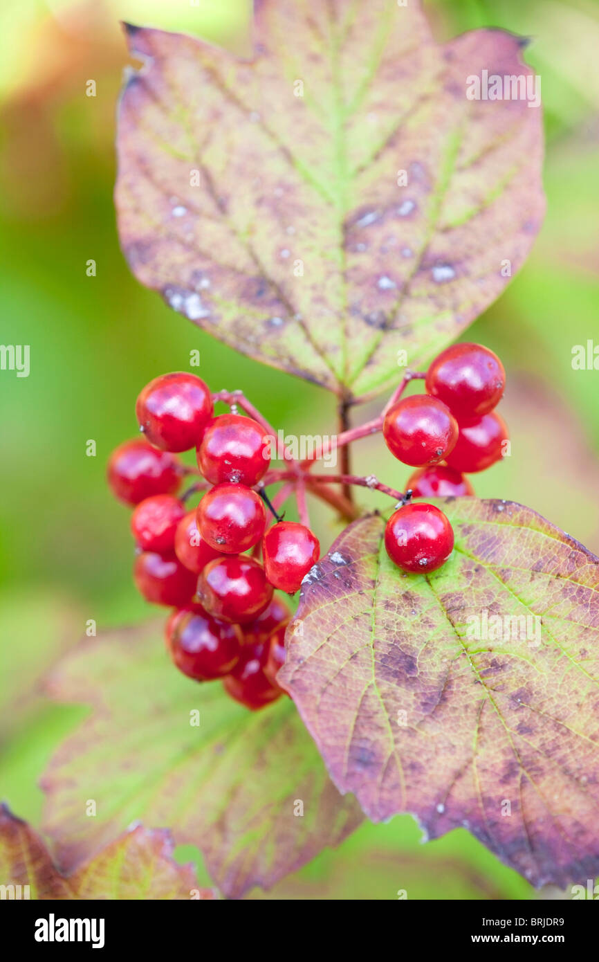 Viburno Rose; Viburnum opulus; i frutti di bosco in autunno Foto Stock
