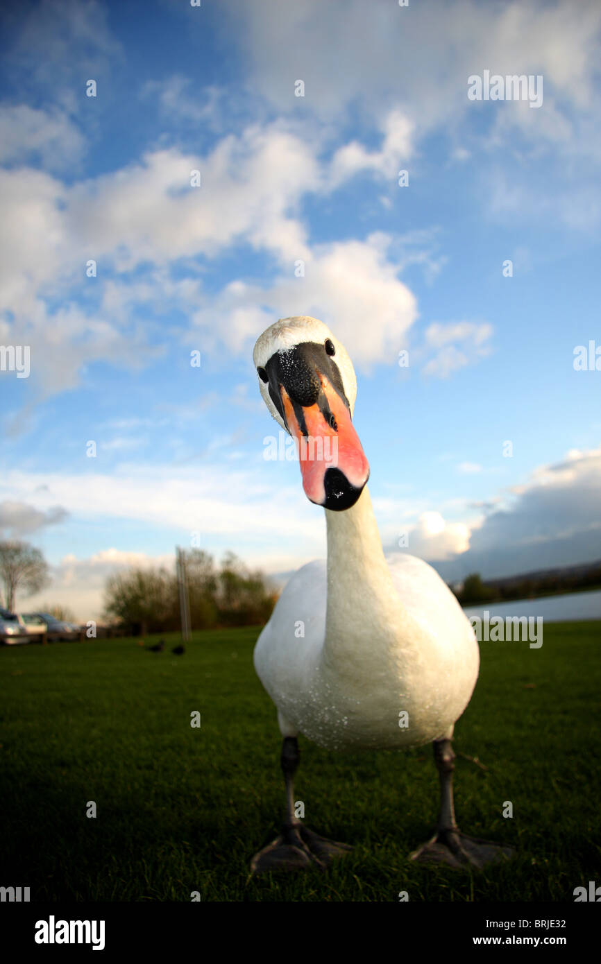 Swan guardando la fotocamera con espressione perplesso di fronte al parco di Strathclyde, Scozia Foto Stock