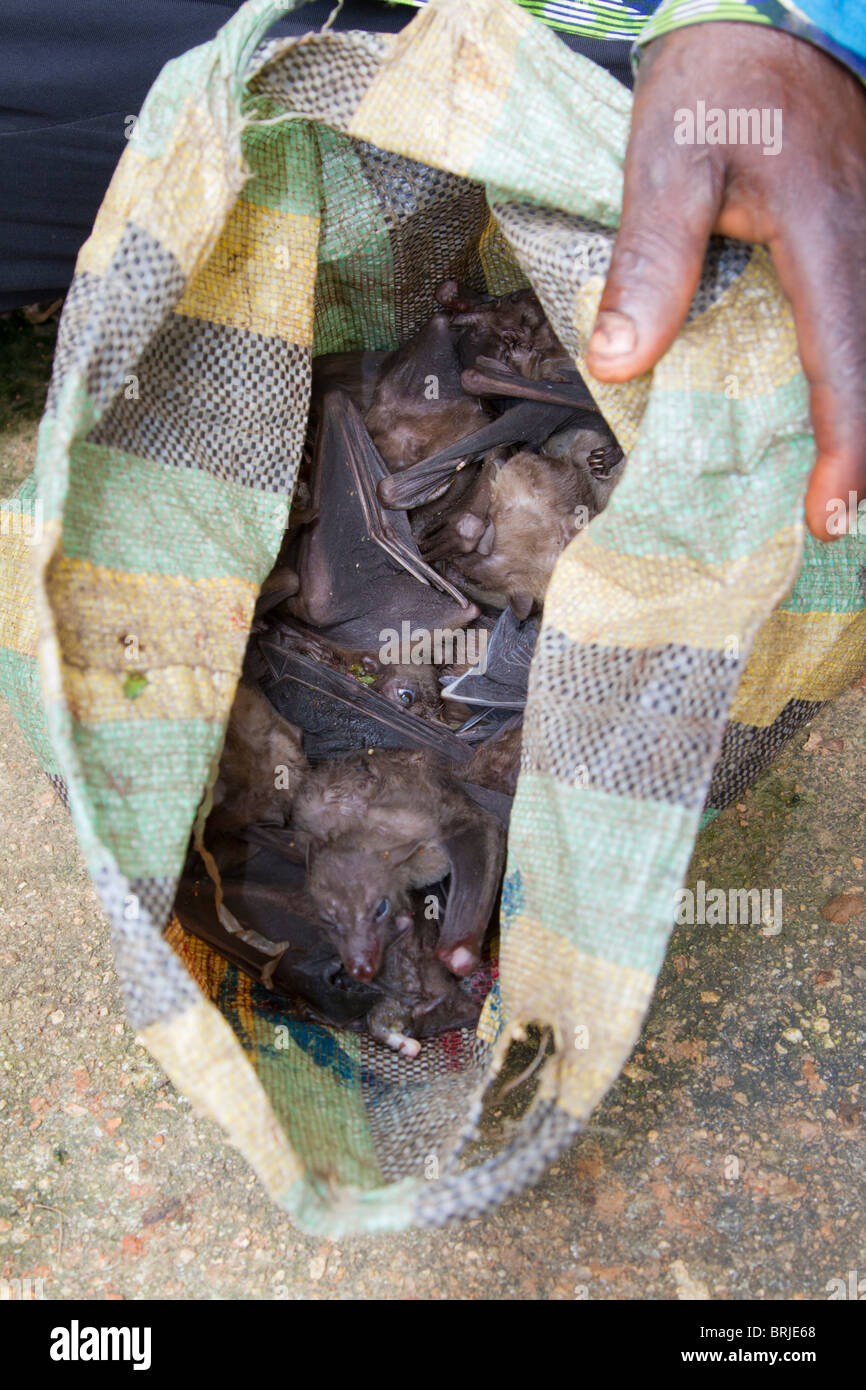 Bushmeat: Pipistrelli di frutta egiziani (Rousettus aegyptiacus), raccolti in una grotta da cacciatori locali per il consumo, Ondo state, Nigeria Foto Stock