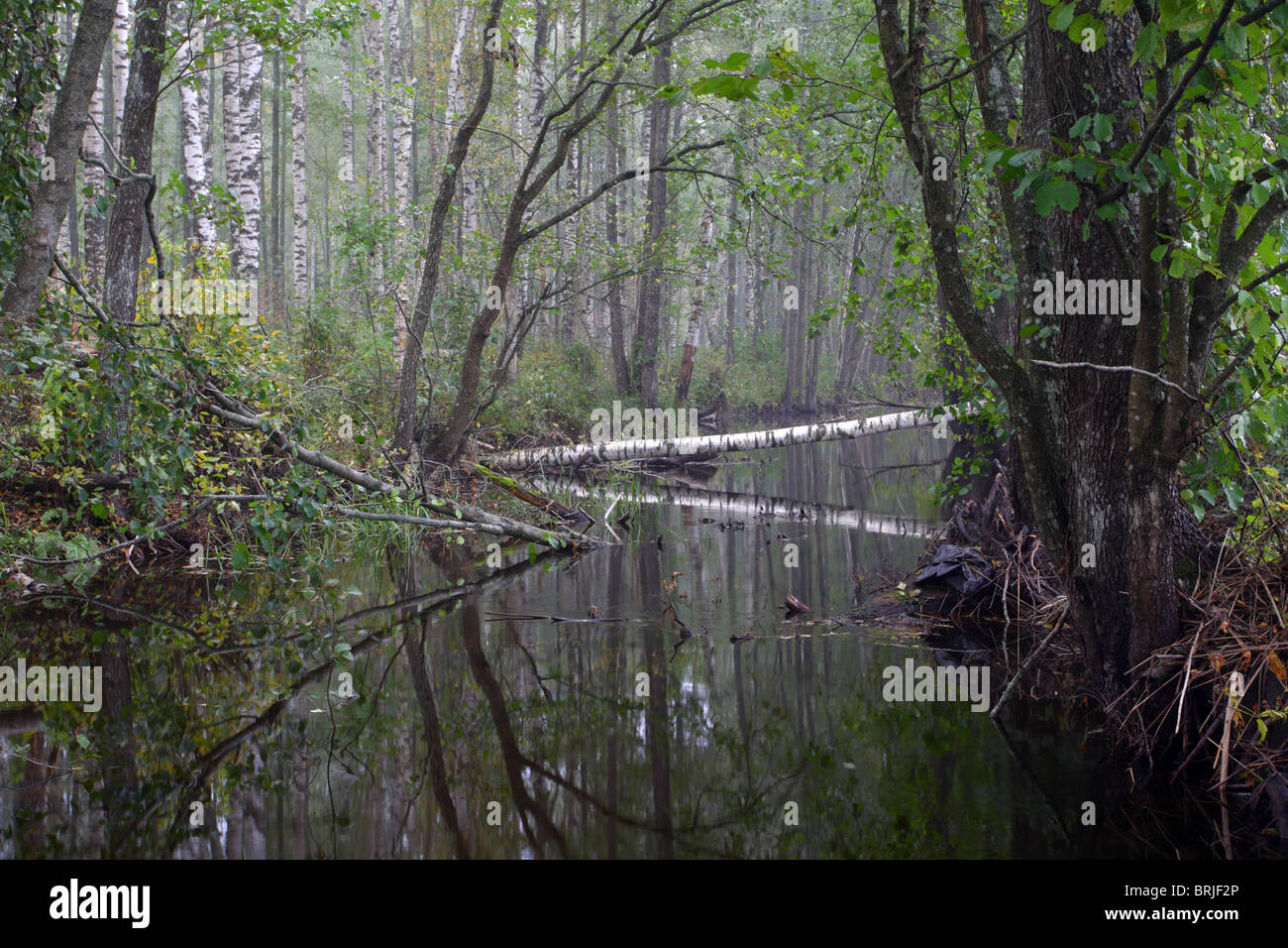 Amme fiume che scorre nella foresta. Estonia, Europa Foto Stock