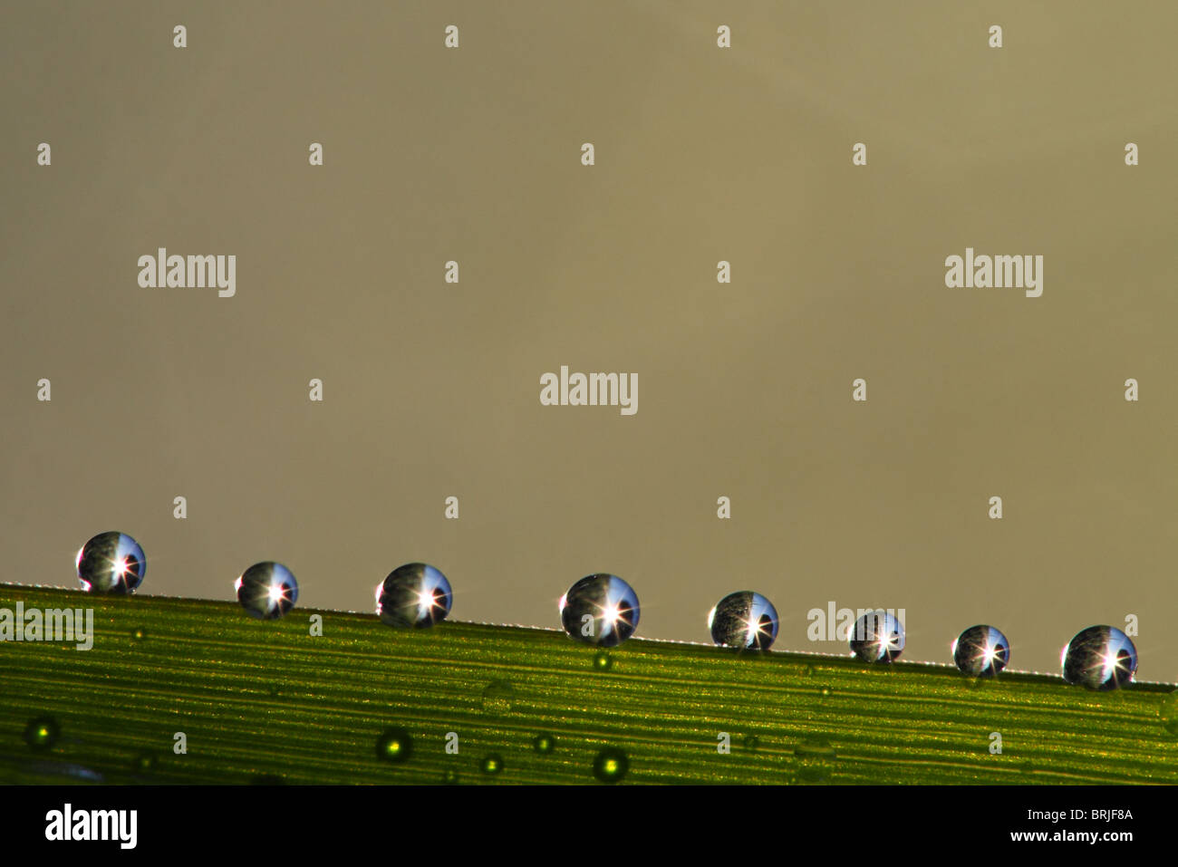 La mattina presto perle di rugiada sull'erba lama. Foto Stock