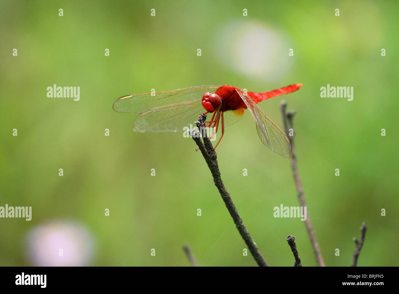 Libellula rossa seduta su un bastone Foto Stock